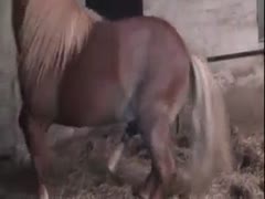 Little pony horse bangs milf deep in her pussy and ass 